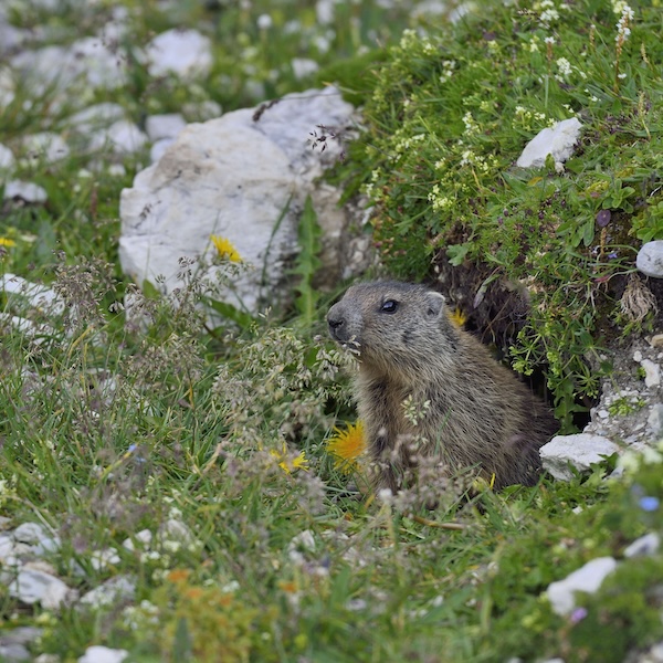 10079 Murmeltier 10079 Murmeltier