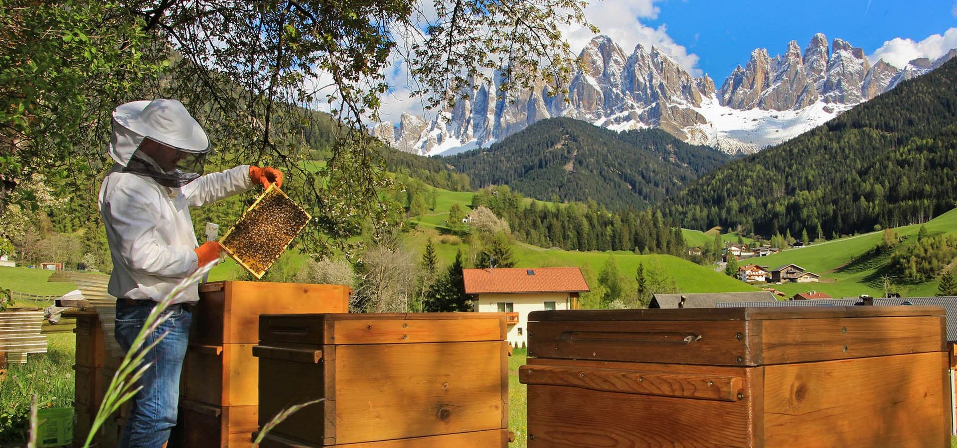 Proihof Villnöss Südtirol Eigene Imkerei auf dem Bauernhof in Villnöss (2) Proihof Villnöss Südtirol Eigene Imkerei auf dem Bauernhof in Villnöss (2)