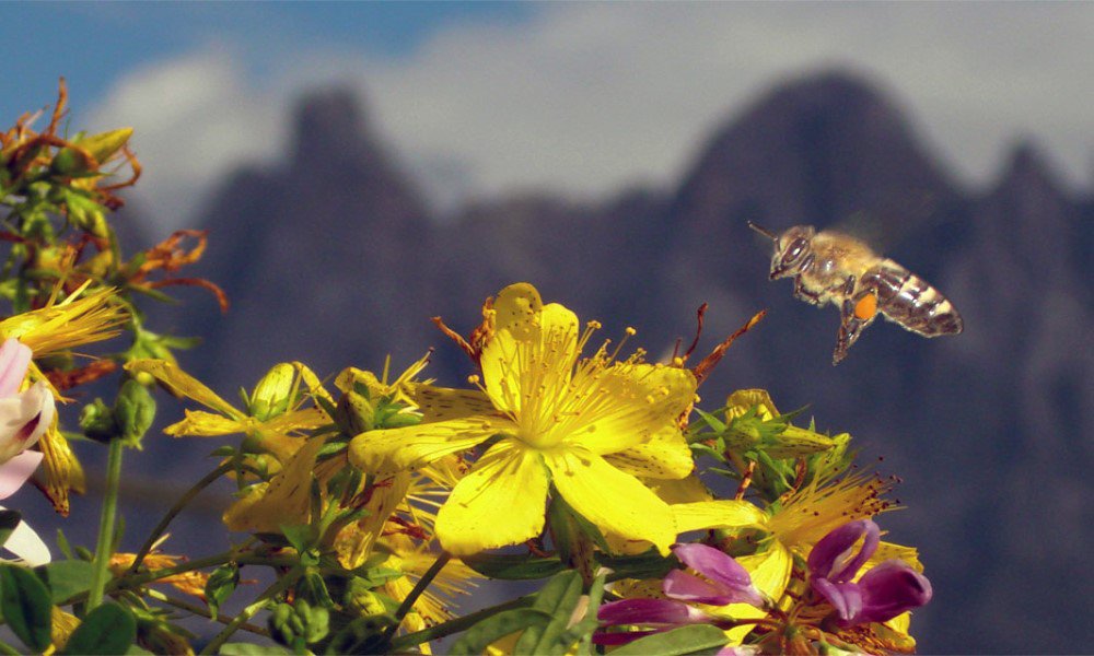 Il maso di Funes con annessa apicoltura privata