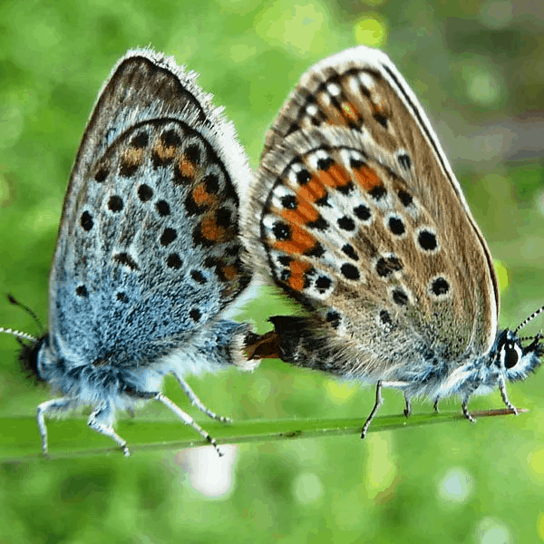 st magdalena villnoess villnoesser tal eisacktal proihof urlaub natur 02 st magdalena villnoess villnoesser tal eisacktal proihof urlaub natur 02