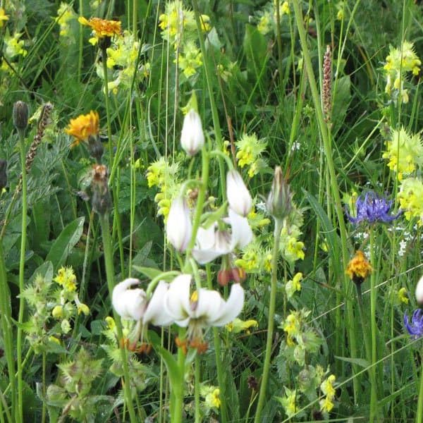 st magdalena villnoess villnoesser tal eisacktal proihof urlaub natur 09 st magdalena villnoess villnoesser tal eisacktal proihof urlaub natur 09