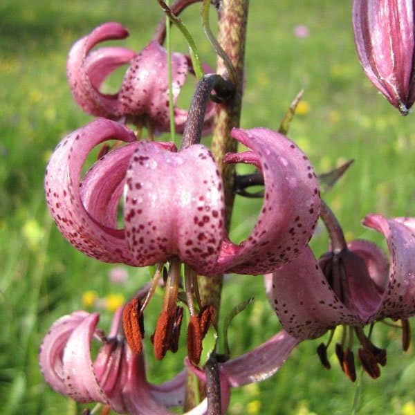 st magdalena villnoess villnoesser tal eisacktal proihof urlaub natur 10 st magdalena villnoess villnoesser tal eisacktal proihof urlaub natur 10